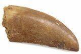 Raptor Tooth - Feeding Worn Tip #376526-1
